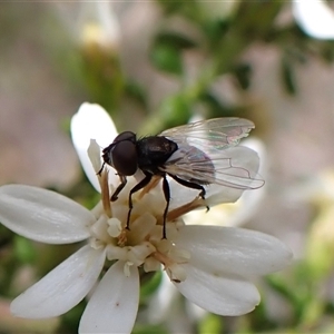 Unverified True fly (Diptera) at Cook, ACT - 22 Sep 2025 by CathB