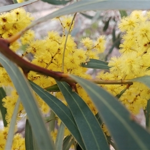 Acacia rubida (Red-stemmed Wattle, Red-leaved Wattle) at Cooma, NSW - 22 Sep 2025 by mahargiani
