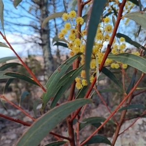Acacia rubida (Red-stemmed Wattle, Red-leaved Wattle) at Cooma, NSW - 22 Sep 2025 by mahargiani