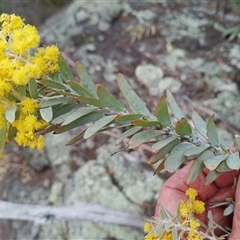 Acacia covenyi (Blue Bush) at Cooma, NSW - 22 Sep 2025 by mahargiani