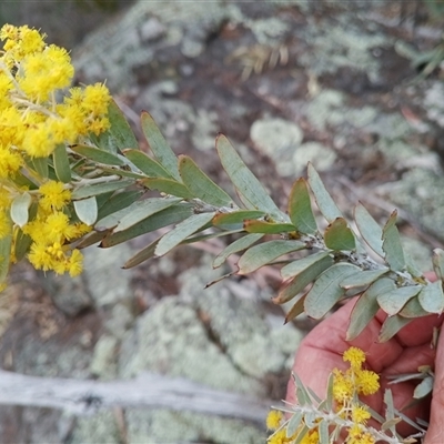 Acacia covenyi (Blue Bush) at Cooma, NSW - 22 Sep 2025 by mahargiani