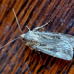 Agrotis munda (Brown Cutworm) at Yass River, NSW - 22 Sep 2025 by SenexRugosus