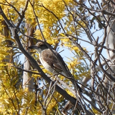 Cracticus torquatus (Grey Butcherbird) at Yass River, NSW - 19 Sep 2025 by SenexRugosus