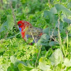 Platycercus elegans (Crimson Rosella) at Cook, ACT - 19 Sep 2025 by Rheardy