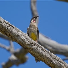 Anthochaera carunculata (Red Wattlebird) at Cook, ACT - 19 Sep 2025 by Rheardy