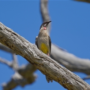 Anthochaera carunculata (Red Wattlebird) at Cook, ACT - 19 Sep 2025 by Rheardy