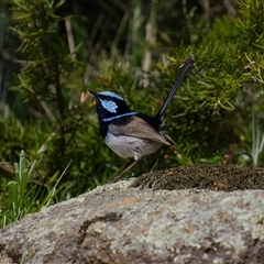 Malurus cyaneus (Superb Fairywren) at Cook, ACT - 19 Sep 2025 by Rheardy