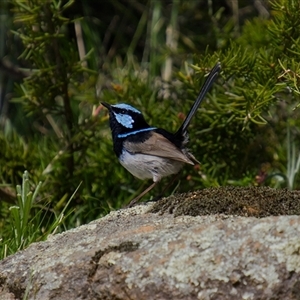 Malurus cyaneus (Superb Fairywren) at Cook, ACT - 19 Sep 2025 by Rheardy