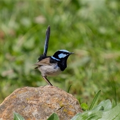 Malurus cyaneus (Superb Fairywren) at Cook, ACT - 19 Sep 2025 by Rheardy