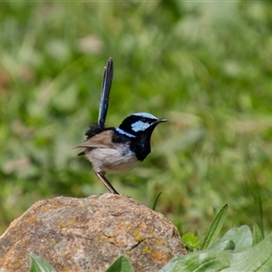 Malurus cyaneus (Superb Fairywren) at Cook, ACT - 19 Sep 2025 by Rheardy