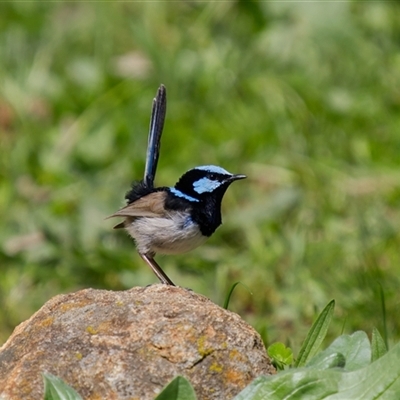 Malurus cyaneus (Superb Fairywren) at Cook, ACT - 19 Sep 2025 by Rheardy