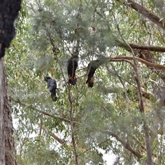 Calyptorhynchus lathami lathami (Glossy Black-Cockatoo) at Hill Top, NSW - 22 Sep 2025 by Mbos