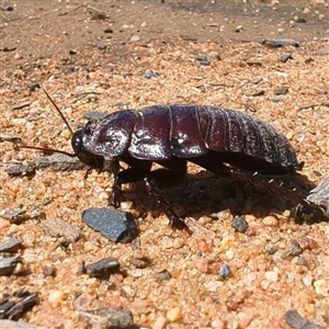 Unverified Cockroach (Blattodea, several families) by HelenCross