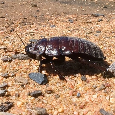 Unverified Cockroach (Blattodea, several families) at  - suppressed by HelenCross