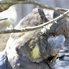 Calyptorhynchus lathami lathami (Glossy Black-Cockatoo) at Windellama, NSW - 24 Oct 2019 by GITM3