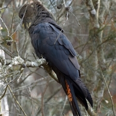 Calyptorhynchus lathami lathami (Glossy Black-Cockatoo) at Windellama, NSW - 25 Oct 2019 by GITM3