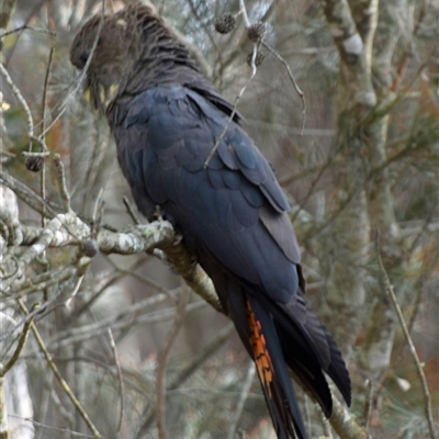 Calyptorhynchus lathami lathami (Glossy Black-Cockatoo) at Windellama, NSW - 25 Oct 2019 by GITM3