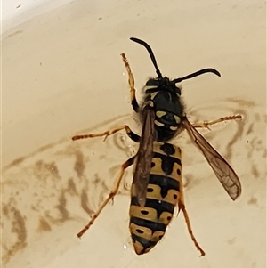 Vespula germanica (European Wasp, German Yellowjacket Wasp) at Gundaroo, NSW - 22 Sep 2025 by Gunyijan