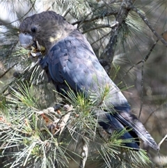 Calyptorhynchus lathami lathami (Glossy Black-Cockatoo) at Windellama, NSW - 26 Oct 2019 by GITM3