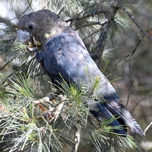 Calyptorhynchus lathami lathami (Glossy Black-Cockatoo) at Windellama, NSW - 26 Oct 2019 by GITM3