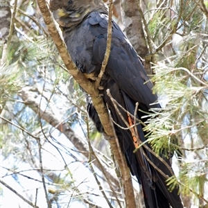 Calyptorhynchus lathami lathami (Glossy Black-Cockatoo) at Windellama, NSW - 27 Oct 2019 by GITM3