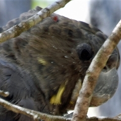 Calyptorhynchus lathami lathami at Windellama, NSW - suppressed