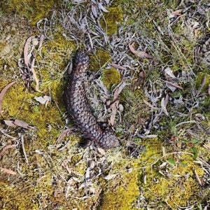 Tiliqua rugosa (Shingleback Lizard) at Gundaroo, NSW - 22 Sep 2025 by Gunyijan