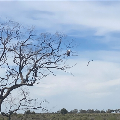 Icthyophaga leucogaster (White-bellied Sea-Eagle) at Hay South, NSW - 29 Feb 2020 by JamieNariNari