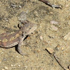 Rankinia diemensis (Mountain Dragon) at Balmoral, NSW - 17 Sep 2025 by Span102