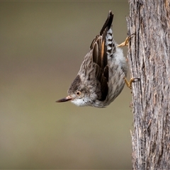 Daphoenositta chrysoptera (Varied Sittella) at Bellmount Forest, NSW - 21 Sep 2025 by trevsci