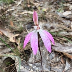 Caladenia fuscata (Dusky Fingers) at Acton, ACT - 22 Sep 2025 by LeahColebrook