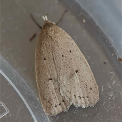 Chezala privatella (A Concealer moth) at Hughes, ACT - 22 Sep 2025 by LisaH