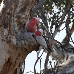 Eolophus roseicapilla (Galah) at Deakin, ACT - 21 Sep 2025 by LisaH