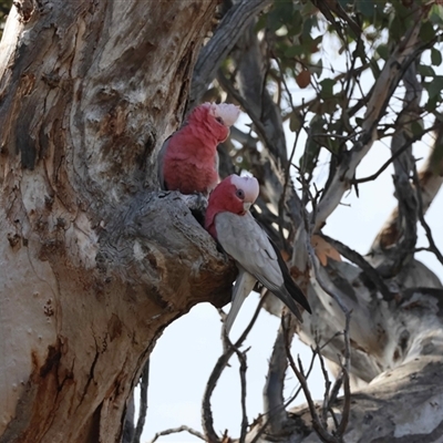 Eolophus roseicapilla (Galah) at Deakin, ACT - 21 Sep 2025 by LisaH