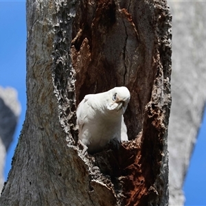 Cacatua sanguinea (Little Corella) at Deakin, ACT - 21 Sep 2025 by LisaH