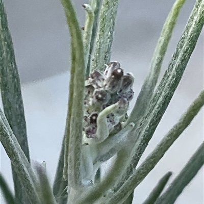Senecio quadridentatus (Cotton Fireweed) at Denman Prospect, ACT - 20 Sep 2025 by Jennybach