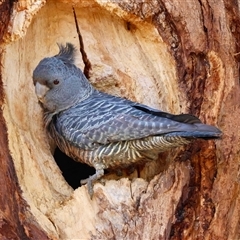 Callocephalon fimbriatum (Gang-gang Cockatoo) at Hughes, ACT - 22 Sep 2025 by LisaH