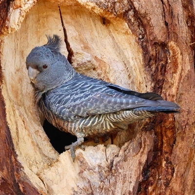 Callocephalon fimbriatum (Gang-gang Cockatoo) at Hughes, ACT - 22 Sep 2025 by LisaH