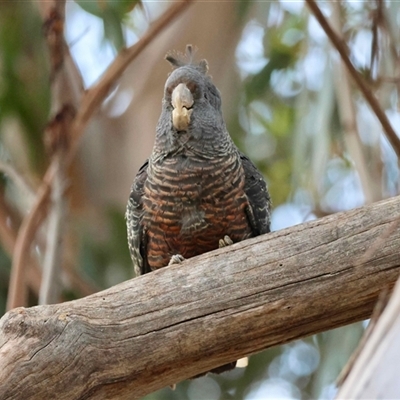 Callocephalon fimbriatum (Gang-gang Cockatoo) at Hughes, ACT - 22 Sep 2025 by LisaH