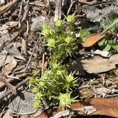 Scleranthus diander (Many-flowered Knawel) at Denman Prospect, ACT - 20 Sep 2025 by Jennybach