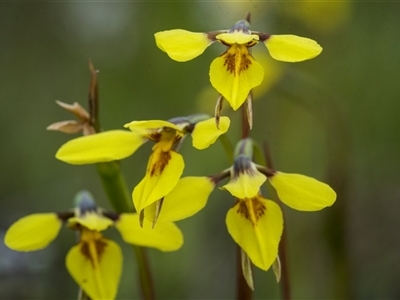 Diuris chryseopsis (Golden Moth) at Bellmount Forest, NSW - 21 Sep 2025 by trevsci
