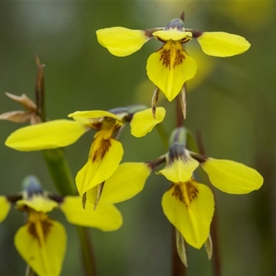 Diuris chryseopsis (Golden Moth) at Bellmount Forest, NSW - 21 Sep 2025 by trevsci