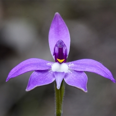 Glossodia major (Wax Lip Orchid) at Gundaroo, NSW - 21 Sep 2025 by trevsci