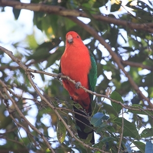 Alisterus scapularis (Australian King-Parrot) at Cedar Creek, QLD - 25 Jun 2025 by DAdeGroot