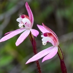 Caladenia fuscata (Dusky Fingers) at Gundaroo, NSW - 21 Sep 2025 by trevsci