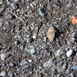 Junonia villida (Meadow Argus) at Banks, ACT - 20 Sep 2025 by DavidDedenczuk