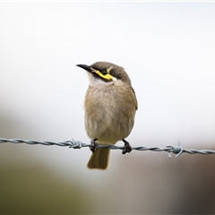 Caligavis chrysops (Yellow-faced Honeyeater) at Gundaroo, NSW - 21 Sep 2025 by trevsci