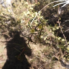 Acacia ulicifolia (Prickly Moses) at Mulloon, NSW - 21 Sep 2025 by DavidDedenczuk