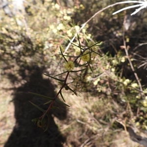 Acacia ulicifolia (Prickly Moses) at Mulloon, NSW - 21 Sep 2025 by DavidDedenczuk
