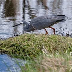 Egretta novaehollandiae (White-faced Heron) at Fyshwick, ACT - 22 Sep 2025 by Untidy